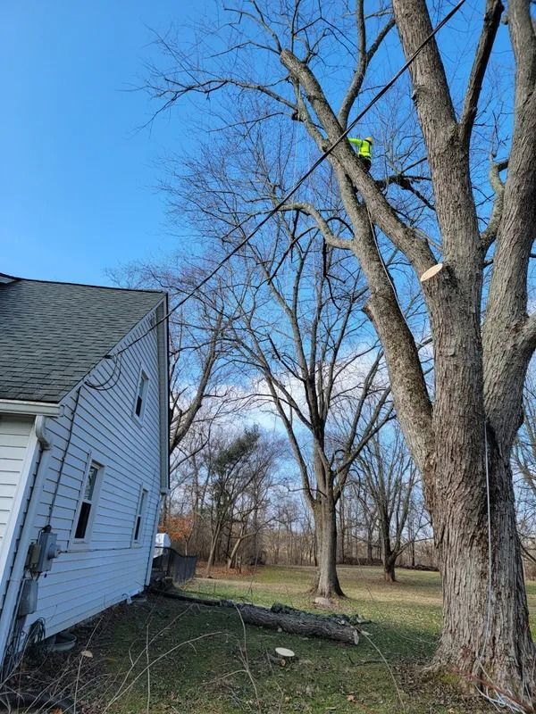 Person in a tree trimming branches near a house. Branches are cut. Clear blue sky.