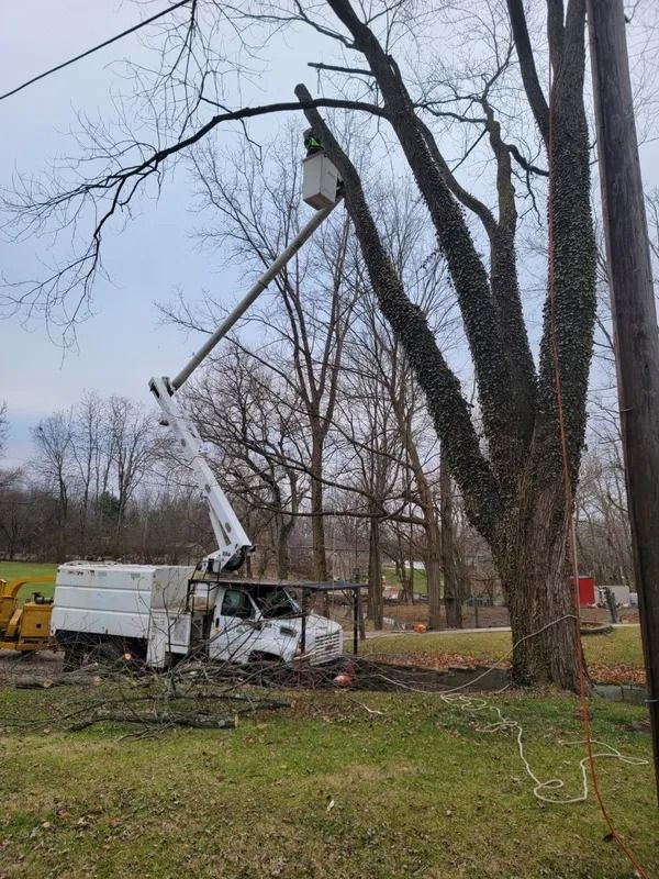 White utility truck with boom trimming tree near power lines.