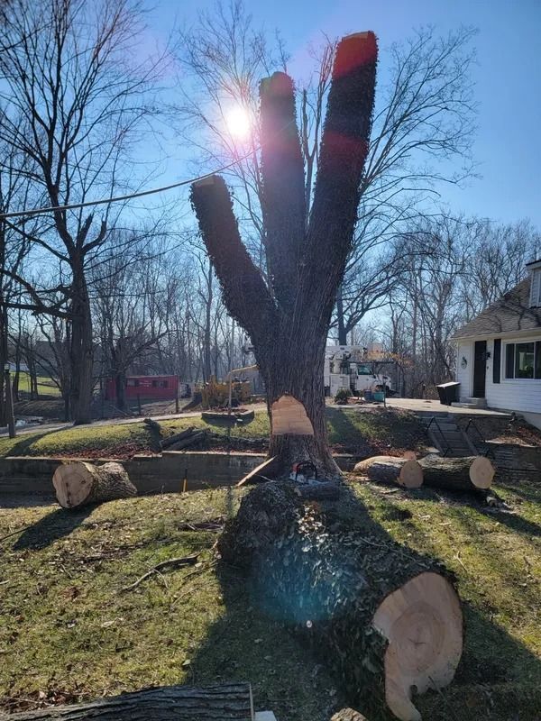 A tree with three branches, recently trimmed, lies in a yard. Cut logs are scattered on the grass.