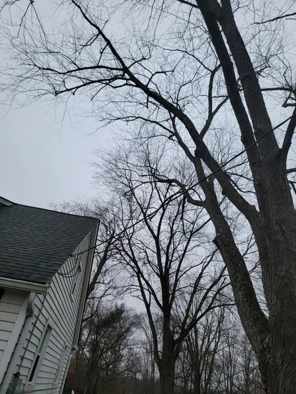 Bare trees silhouetted against a cloudy sky next to a house with a dark roof.