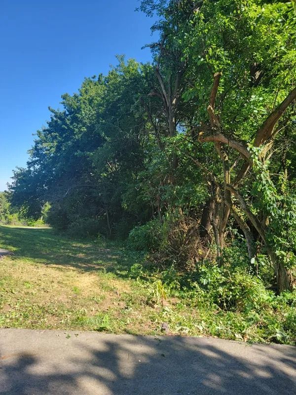 A paved path bordering a grassy area and dense trees under a blue sky.