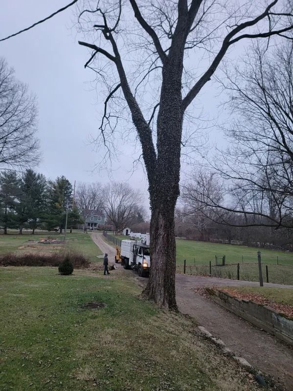 Tree service truck near a tree; a person stands nearby. Cloudy, outdoor setting.
