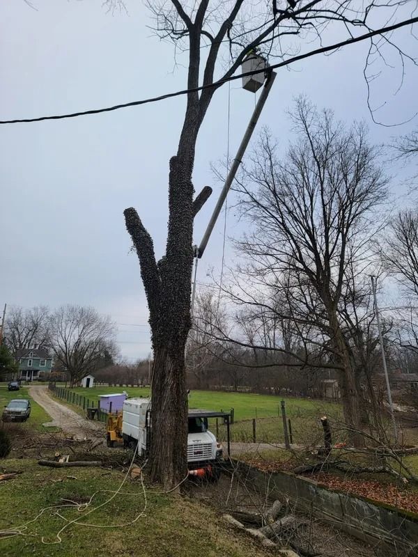Tree being trimmed near power lines with a truck and equipment. Gray sky, outdoor setting.