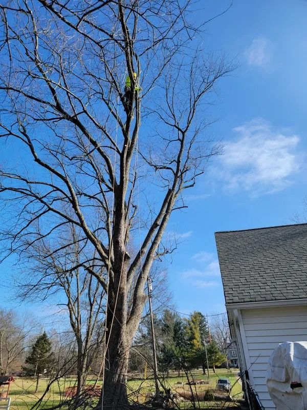 Arborist trimming large bare tree branches on a sunny day near a house.