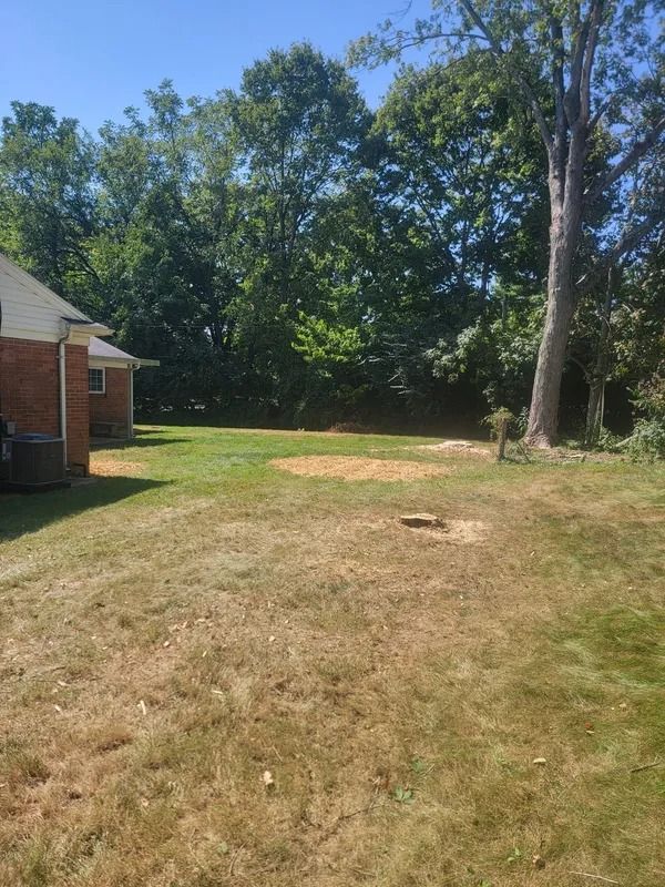 Backyard with brown grass, a tree stump, trees, and a brick house. Sunny day.