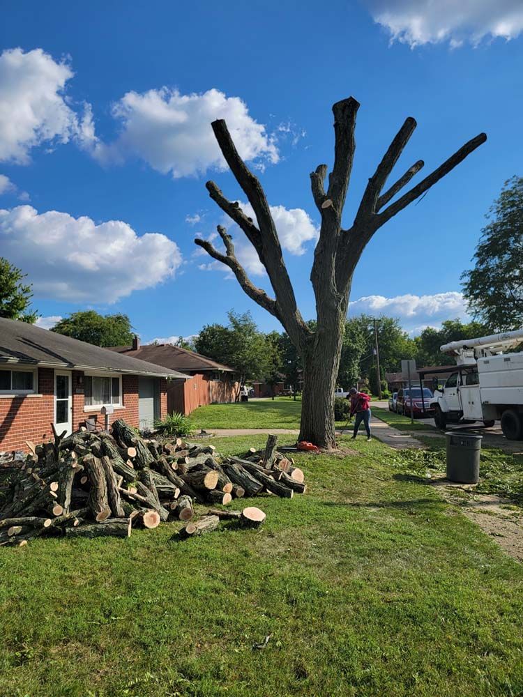 Tree being pruned on a residential lawn, cut branches in a pile, person standing by the trunk, blue sky with clouds.