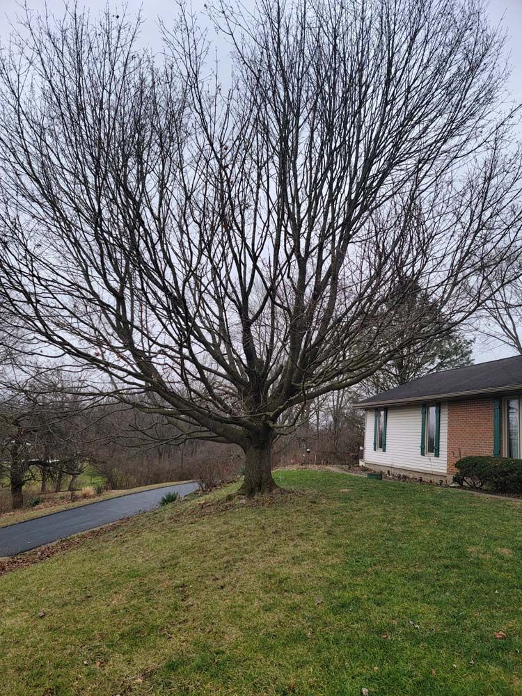 Bare tree on a grassy hill next to a house with a brick facade. Paved driveway visible.