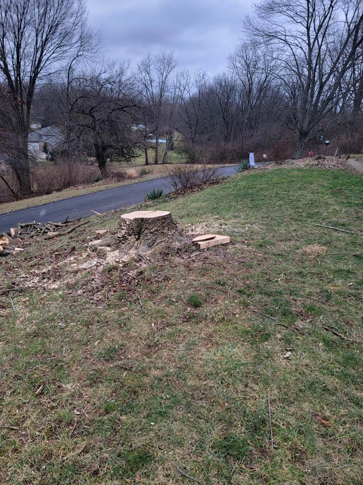 A tree stump on a grassy hill next to a paved road with trees in the background under an overcast sky.