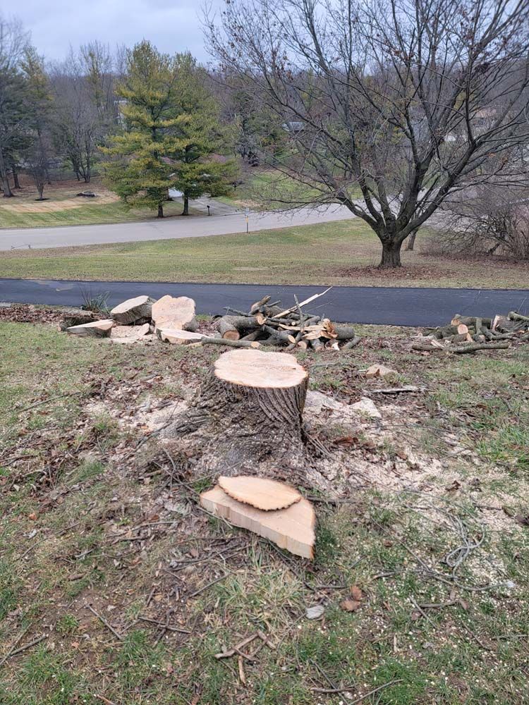 Tree stump with cut logs in yard, road and trees in background.