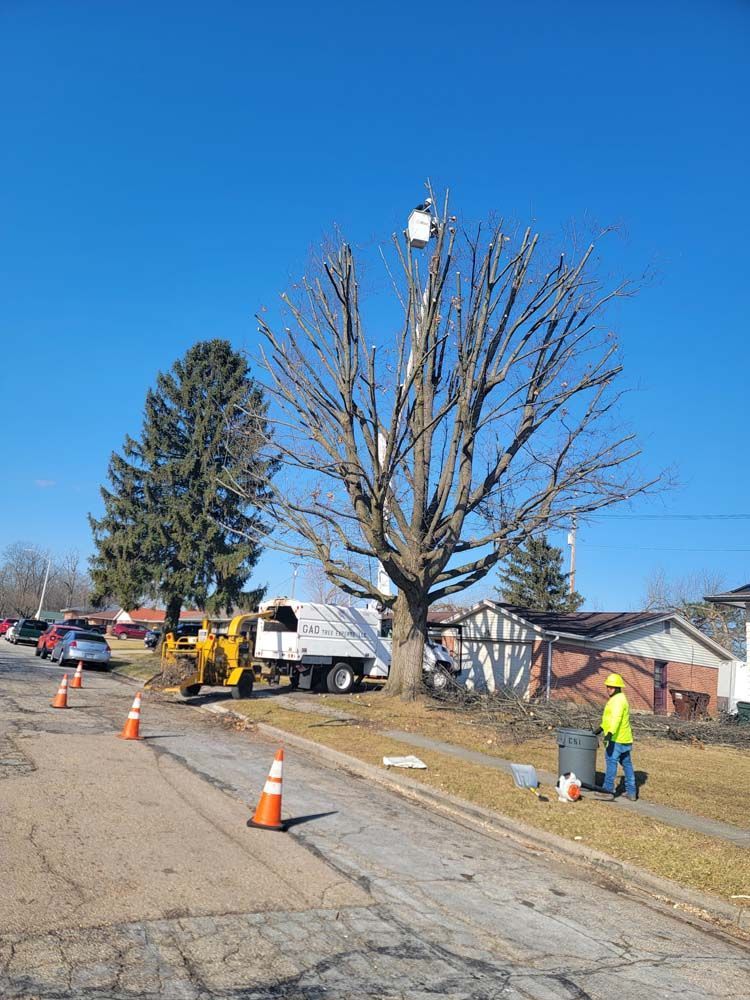 Tree trimming in progress with utility truck, worker in yellow vest, and orange cones on a street under a blue sky.