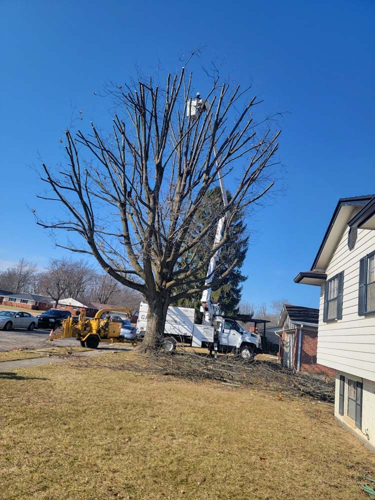 Tree being trimmed by a worker in a bucket truck on a sunny day near a house and vehicles.