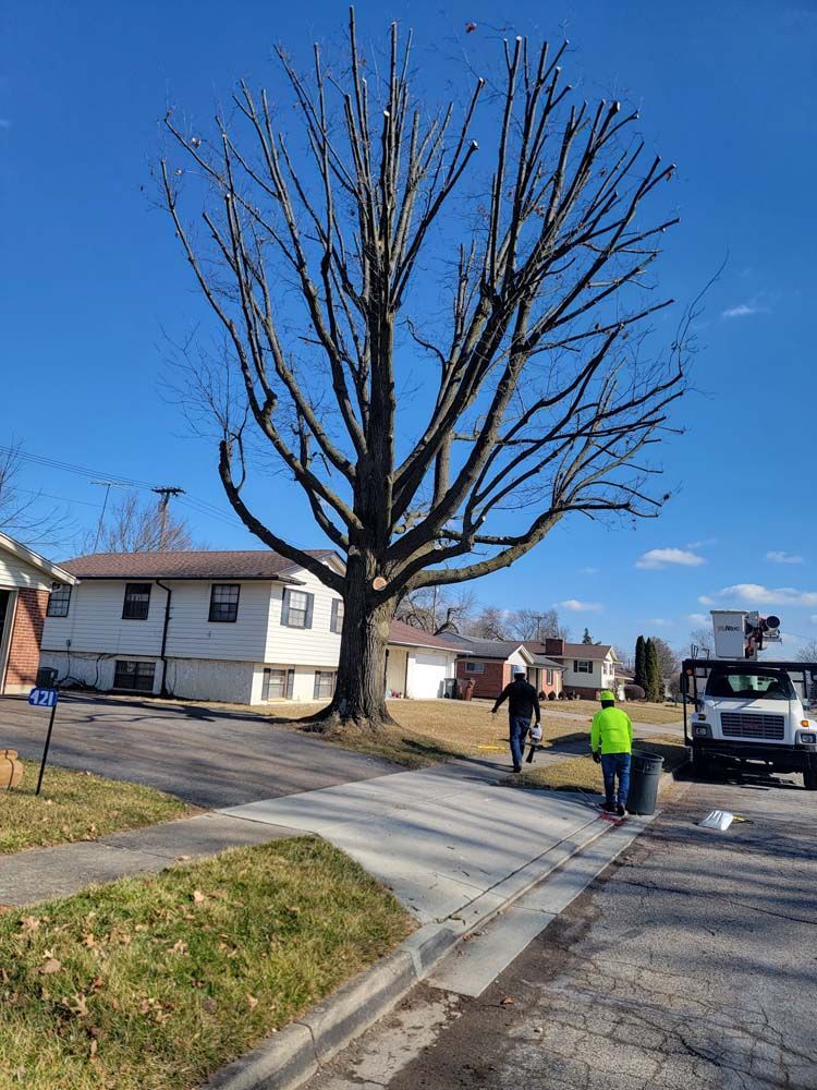 Tree trimming on residential street. Bare tree with workers, truck, and clear blue sky.