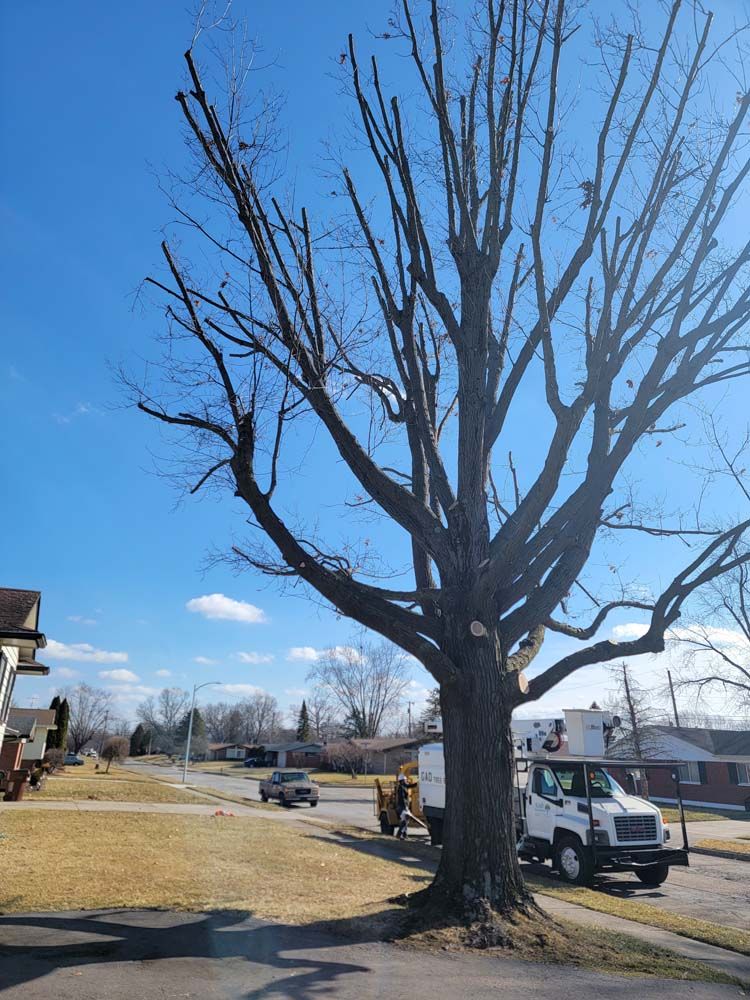 A large tree being trimmed by a worker in a truck lift. Bare branches against a blue sky.