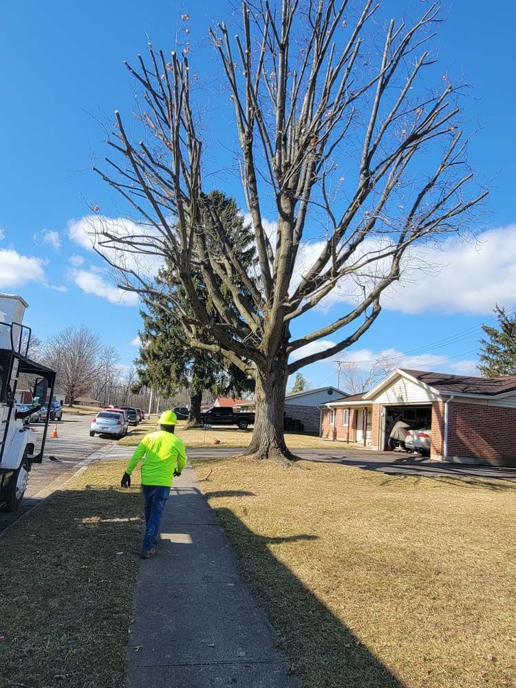Person in neon green jacket walks along a sidewalk next to a severely pruned tree on a sunny day.