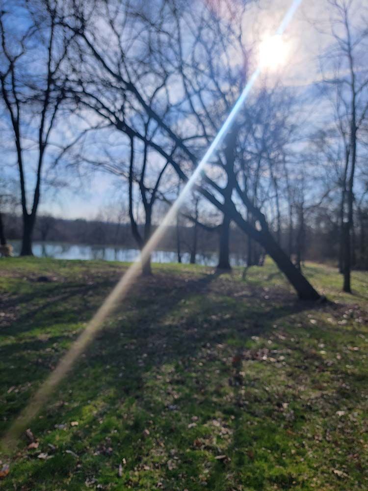 Sunlight streams through bare trees over a grassy area, with a lake visible in the background.