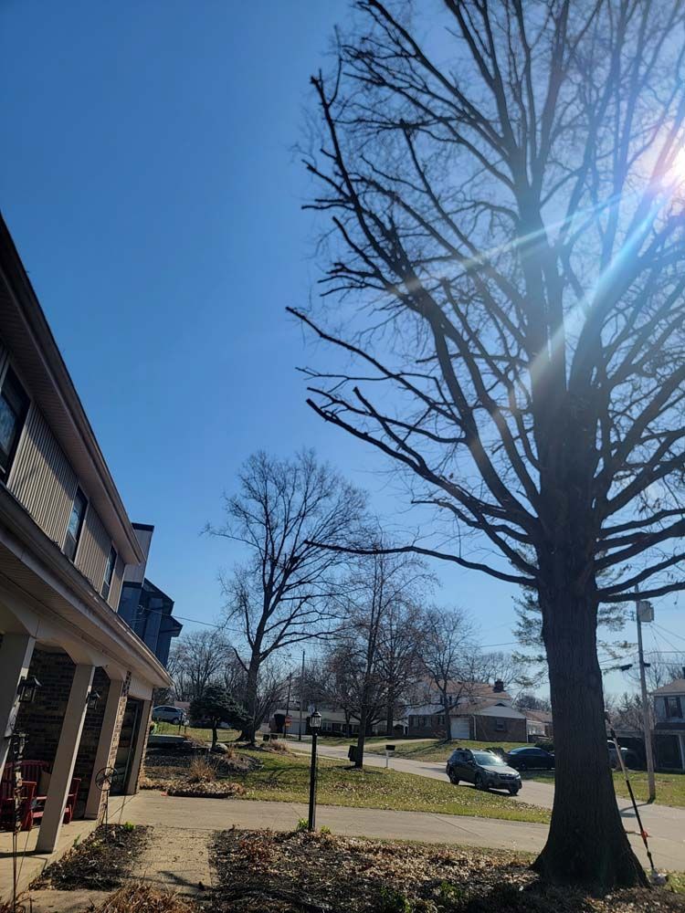 Bare tree branches against a bright blue sky, next to a two-story house.