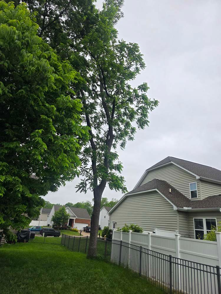 Tall tree in backyard next to a house with a white fence on a cloudy day.
