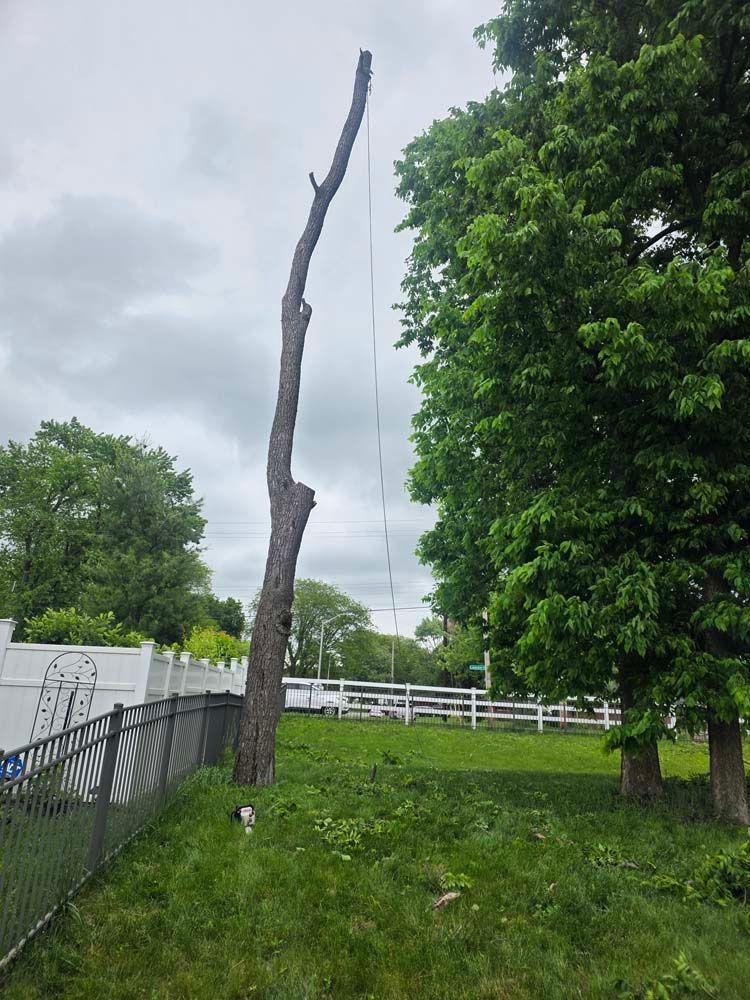 A tall, bare tree trunk with a rope hanging down, next to a green leafy tree and a white fence, cloudy sky.