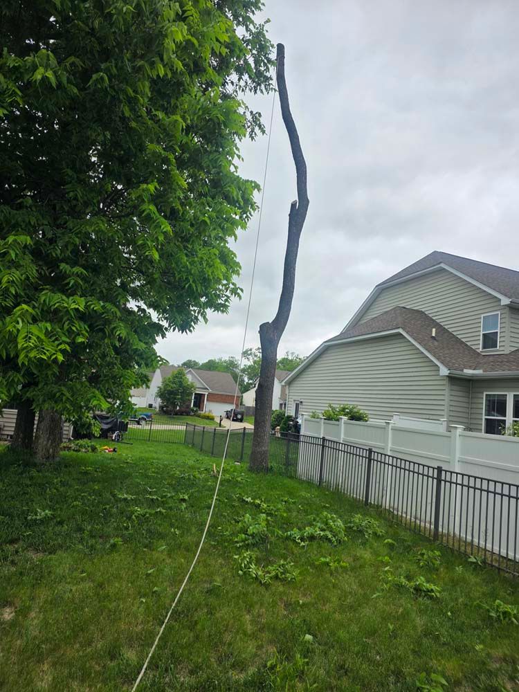 Partially cut tree with rope in residential backyard. Overcast day.