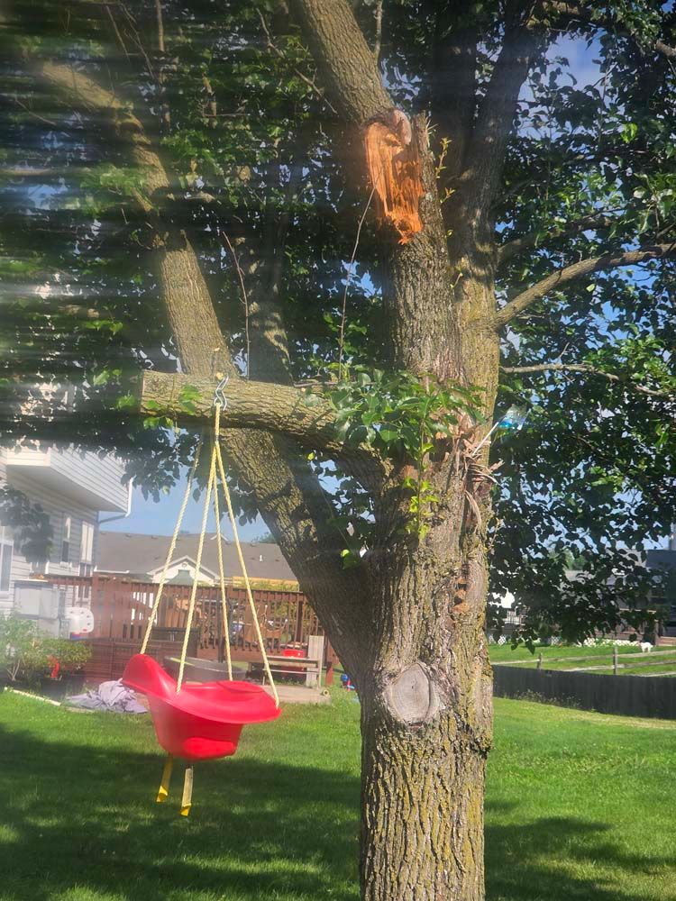 Red swing hanging from a tree in a sunny yard. A house and patio are visible in the background.