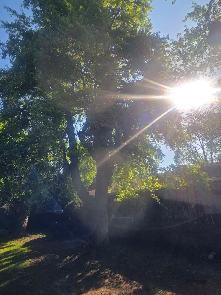 Sun shining brightly through the leaves of a tall tree in a yard.