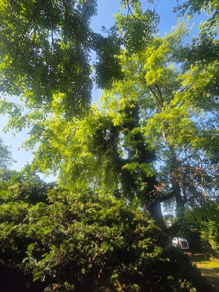 Tall green tree with leafy branches against a blue sky, viewed from below.