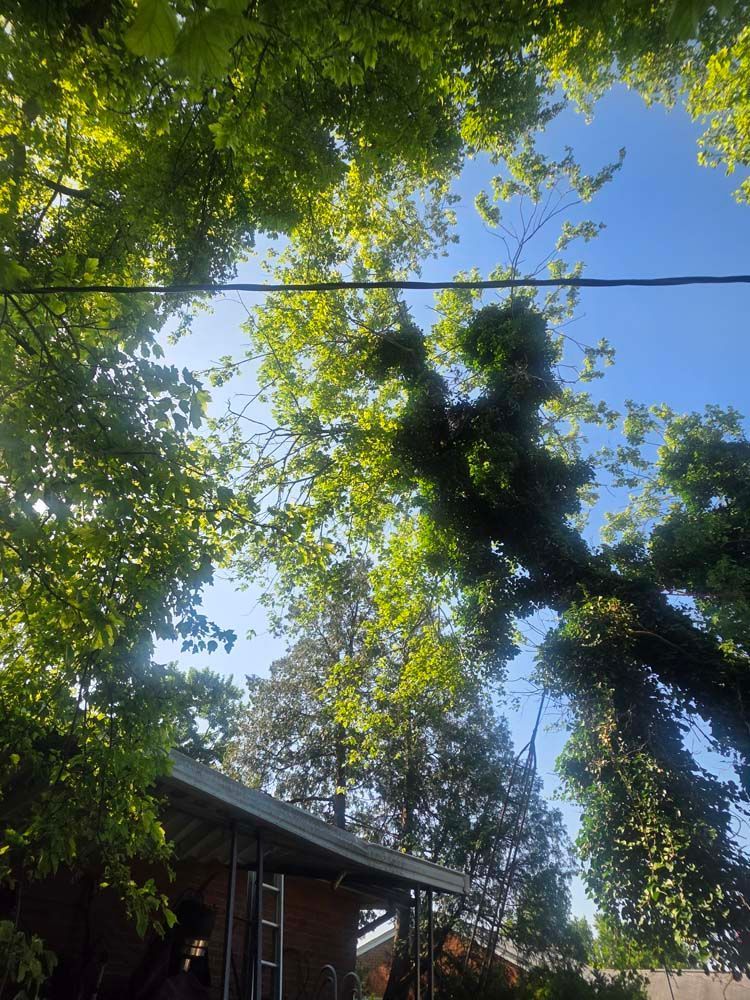 Looking up through tree branches, a roofline appears, against a bright blue sky.