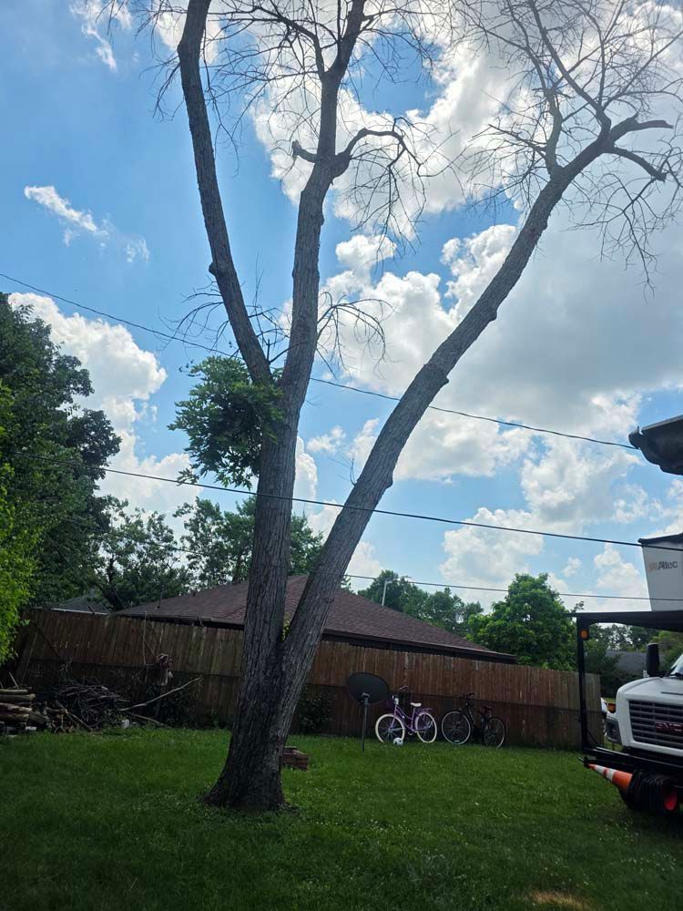 Tall tree with mostly bare branches against a cloudy sky, in a yard with a brown fence.