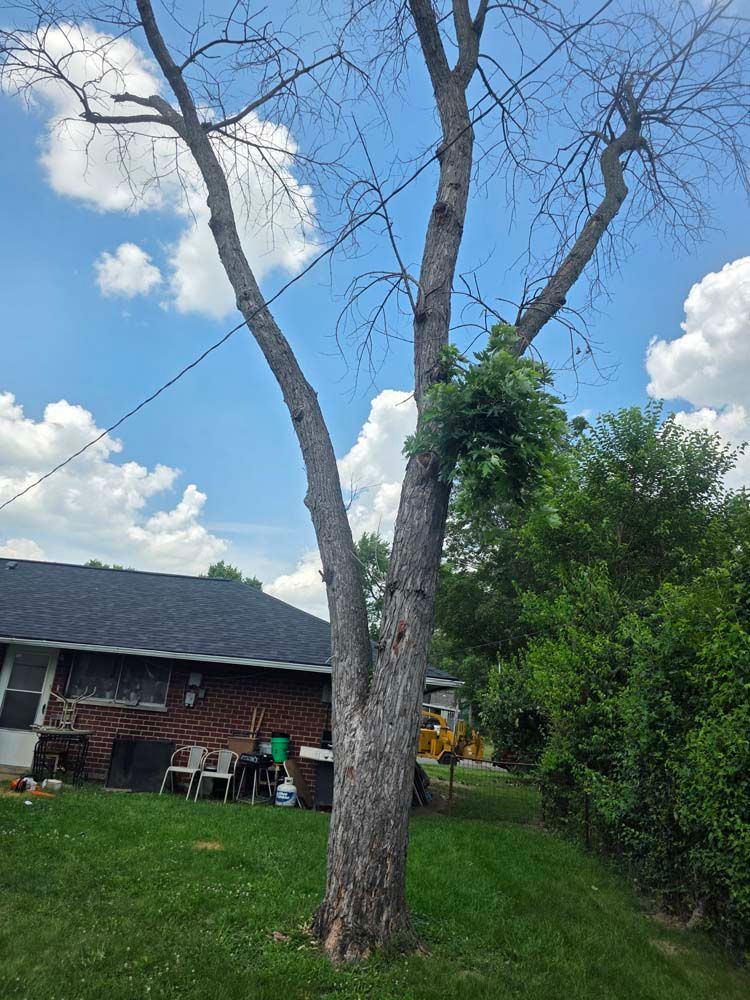 A tall tree with mostly bare branches against a cloudy blue sky, next to a house and green lawn.