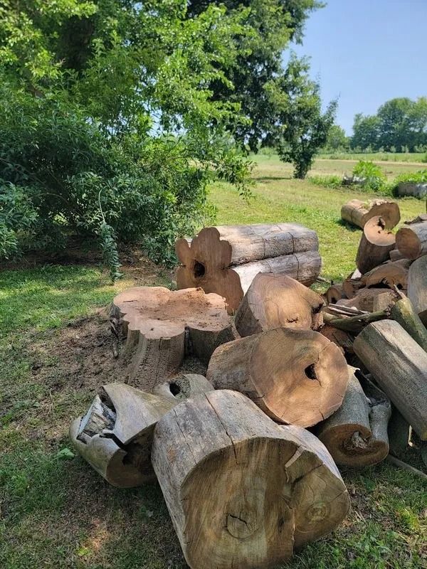 Pile of cut logs in a grassy yard, trees in the background, sunny day.