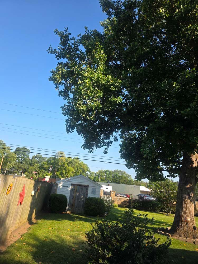Blue sky over a yard with a large tree, fence, shed, and houses.
