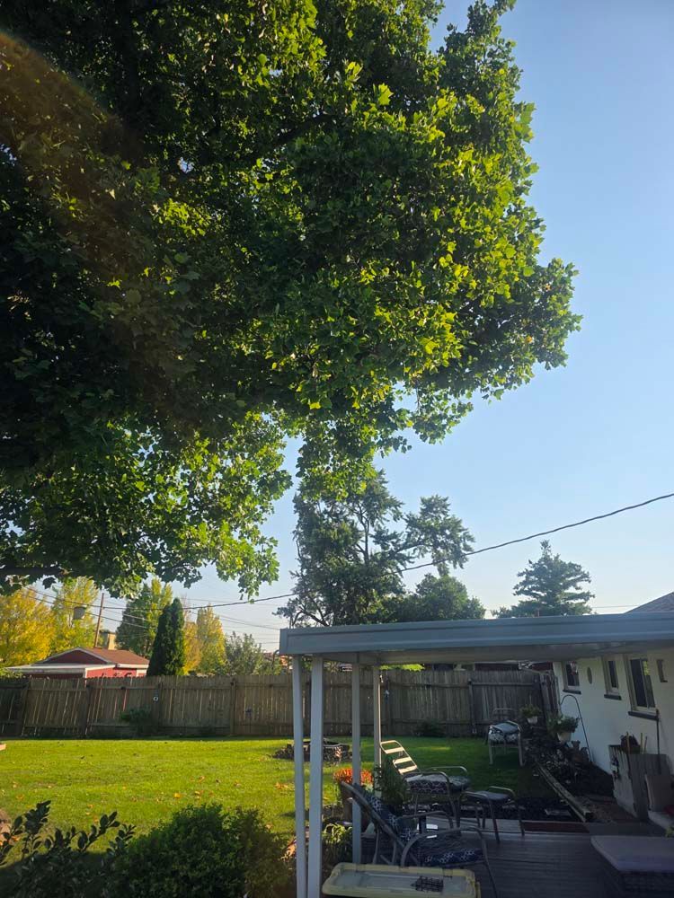 Green trees over a backyard with a fence, grass, and a sunny sky.