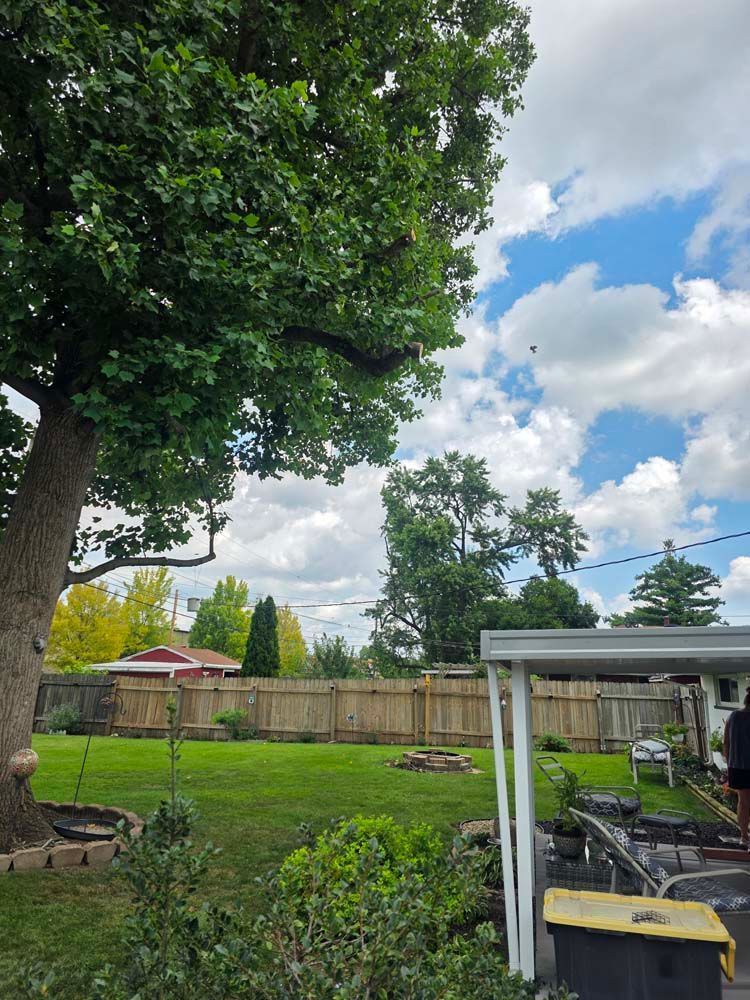 Green backyard with large tree, wooden fence, cloudy sky.