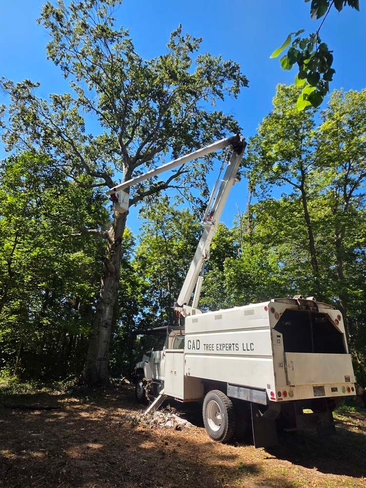 A tree service truck with extended arm trimming a large tree under a blue sky.