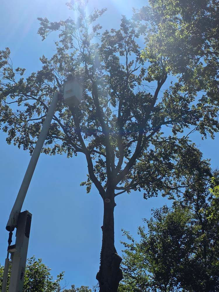 A tree being trimmed by a person in a cherry picker against a blue sky.