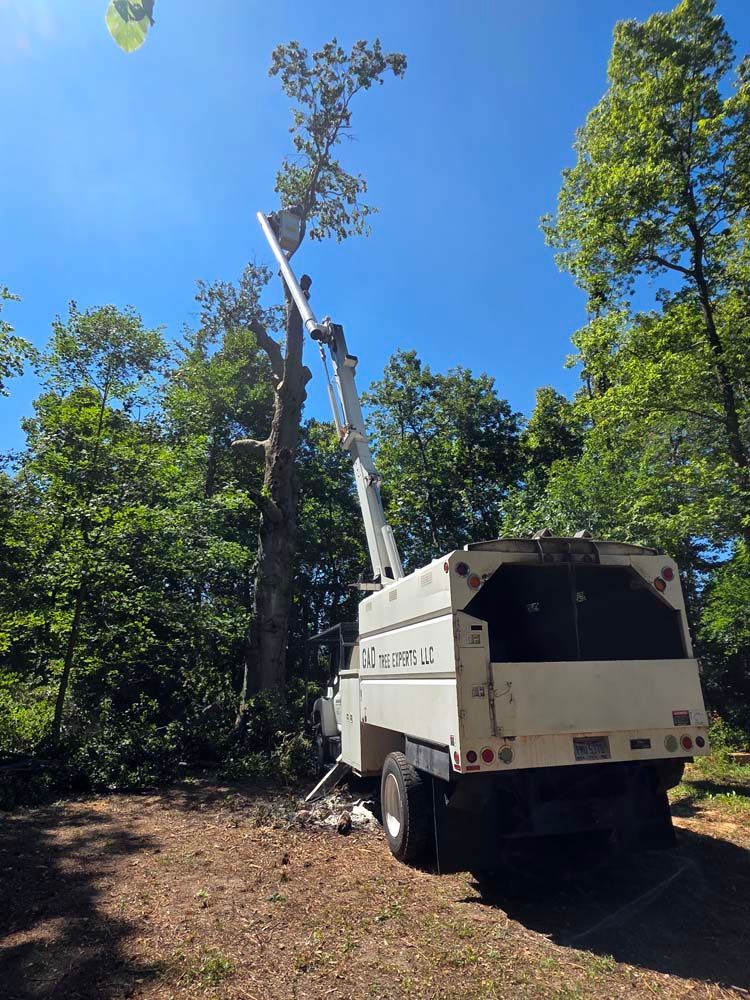 Tree service truck trimming a tall tree against a blue sky, surrounded by green foliage.