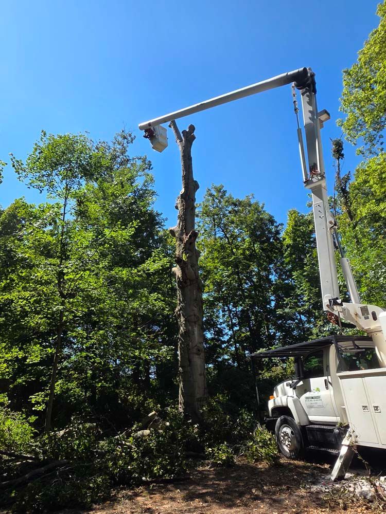 A tree being trimmed by a lift truck on a sunny day.