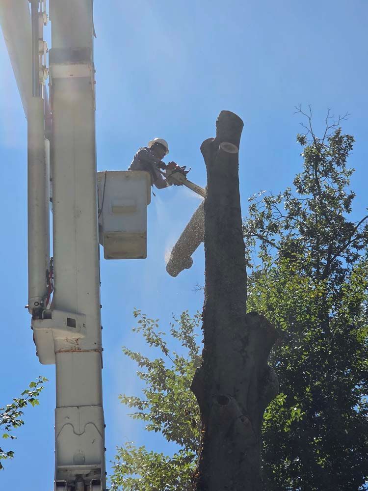 A tree service worker in a lift basket uses a chainsaw to cut a tree trunk against a blue sky.