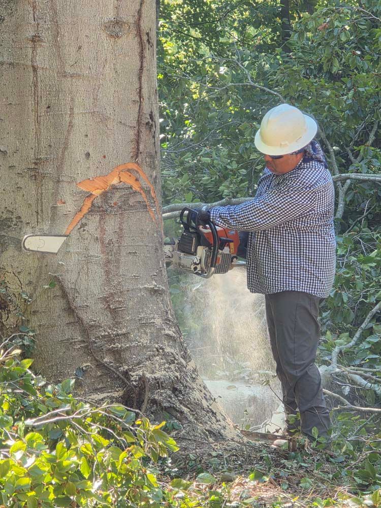Person wearing a hard hat uses a chainsaw to cut a tree trunk outdoors, creating sawdust.