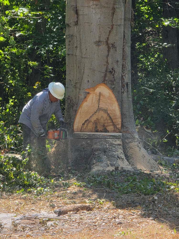 Person in hard hat using a chainsaw to cut down a large tree outdoors.