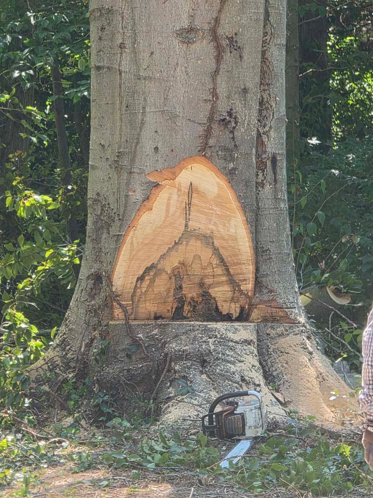Tree trunk with a large section cut out, chainsaw nearby. Green foliage in background.