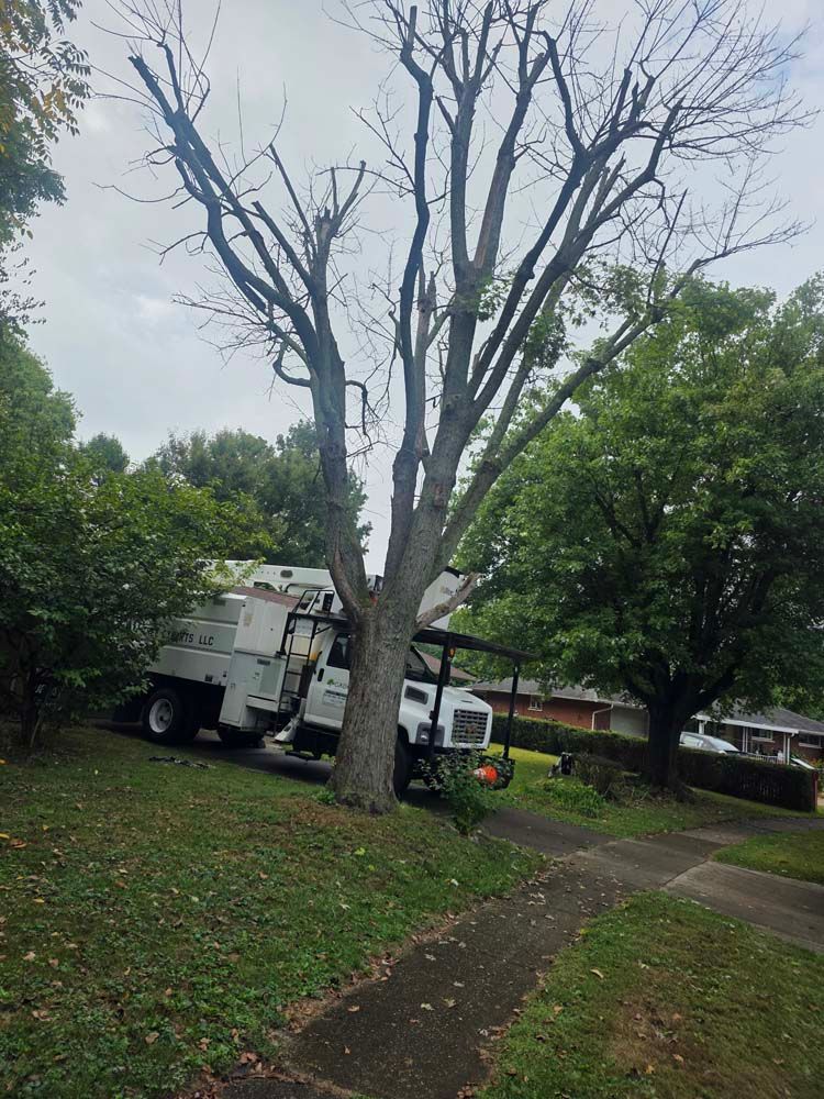Tree trimming truck beside a large tree with bare branches, on a grassy hillside.