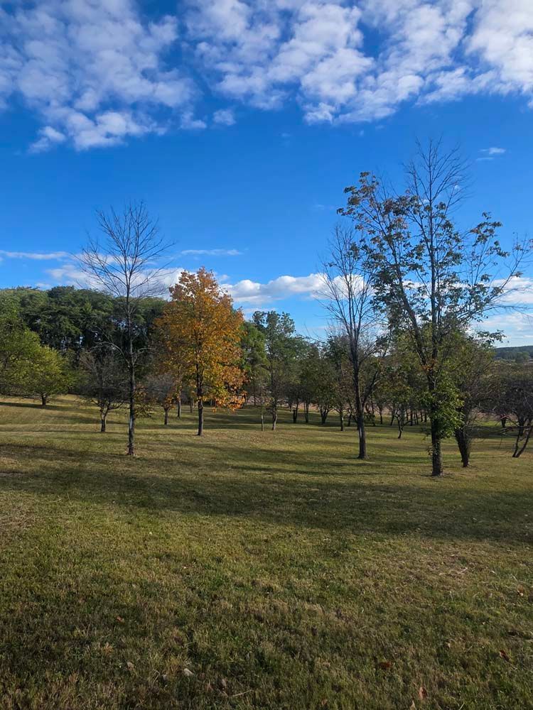 Grassy park with trees under a blue sky. One tree has yellow-orange leaves, suggesting autumn.