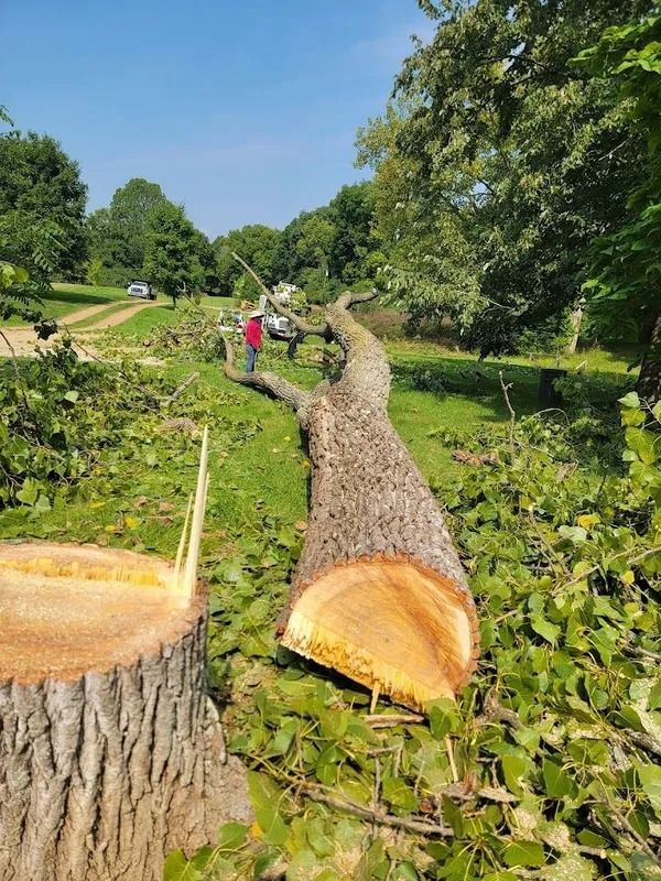 Felled tree on grassy ground, with a person inspecting. A tree stump is in the foreground, with vehicles visible in the distance.