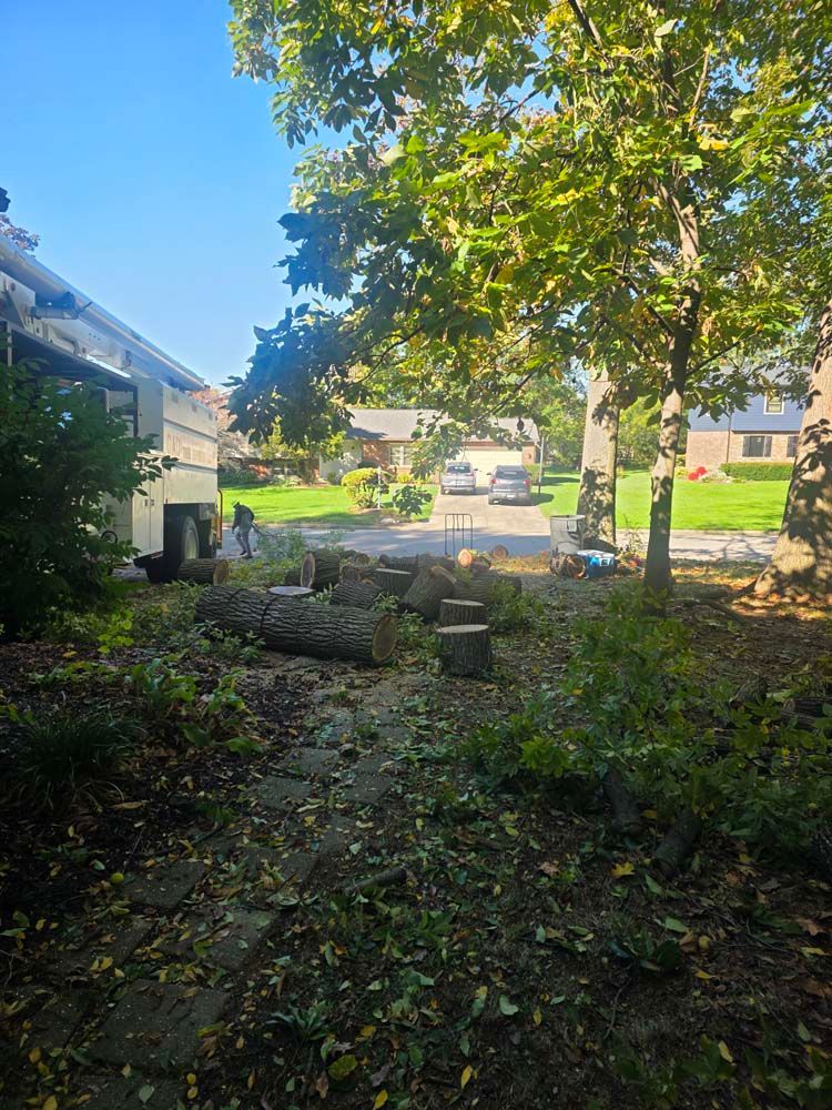 Logs and stumps in a yard; house and trees in the background.