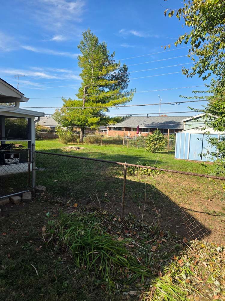 Backyard with a tall tree, chain-link fence, and small shed, under a blue sky.
