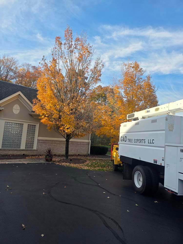 Autumn tree with yellow leaves next to a building, a white truck and a yellow truck in a sunny setting.