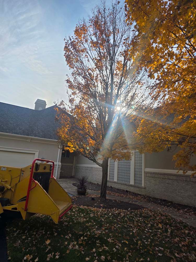 Sunlight streams through tree with autumn leaves, next to a house with a yellow wood chipper in the foreground.