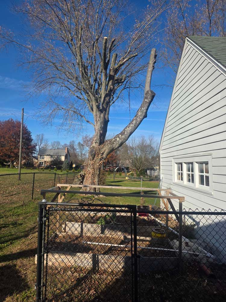 Partially pruned tree next to a white house with a chain-link fence and a raised garden bed.