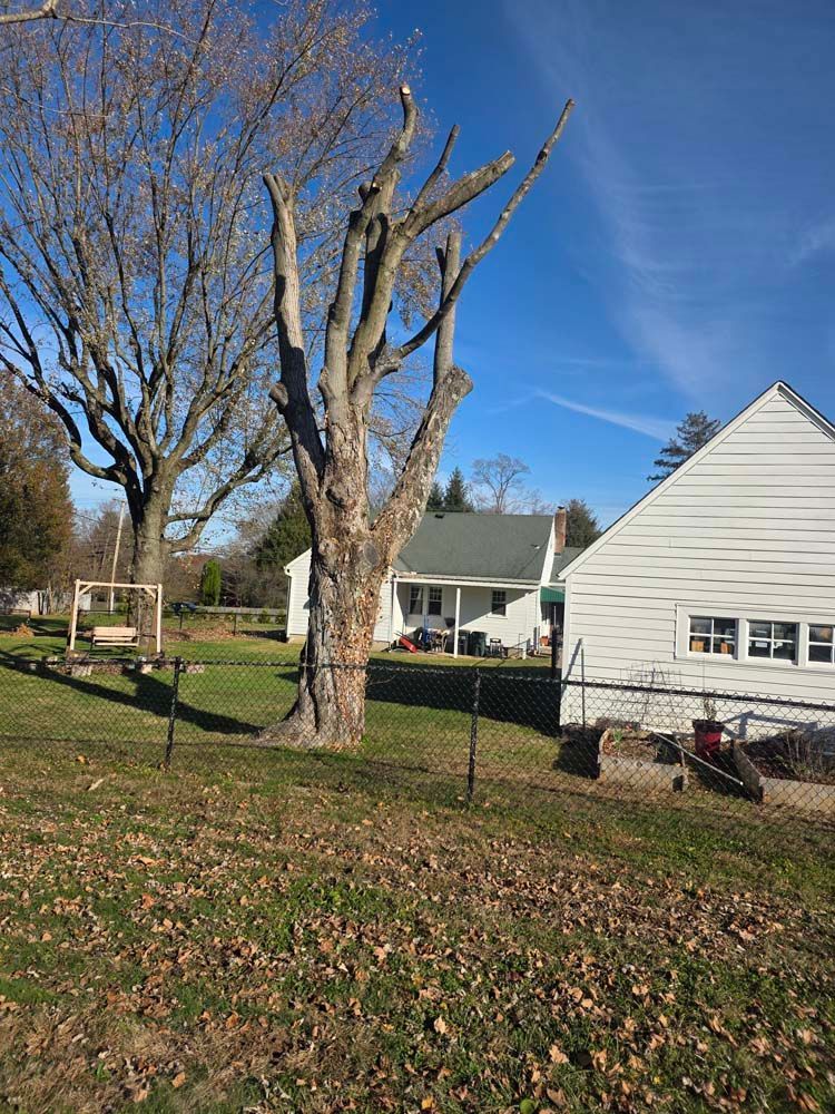 Bare tree in a yard next to a white house with a chain-link fence, under a blue sky.